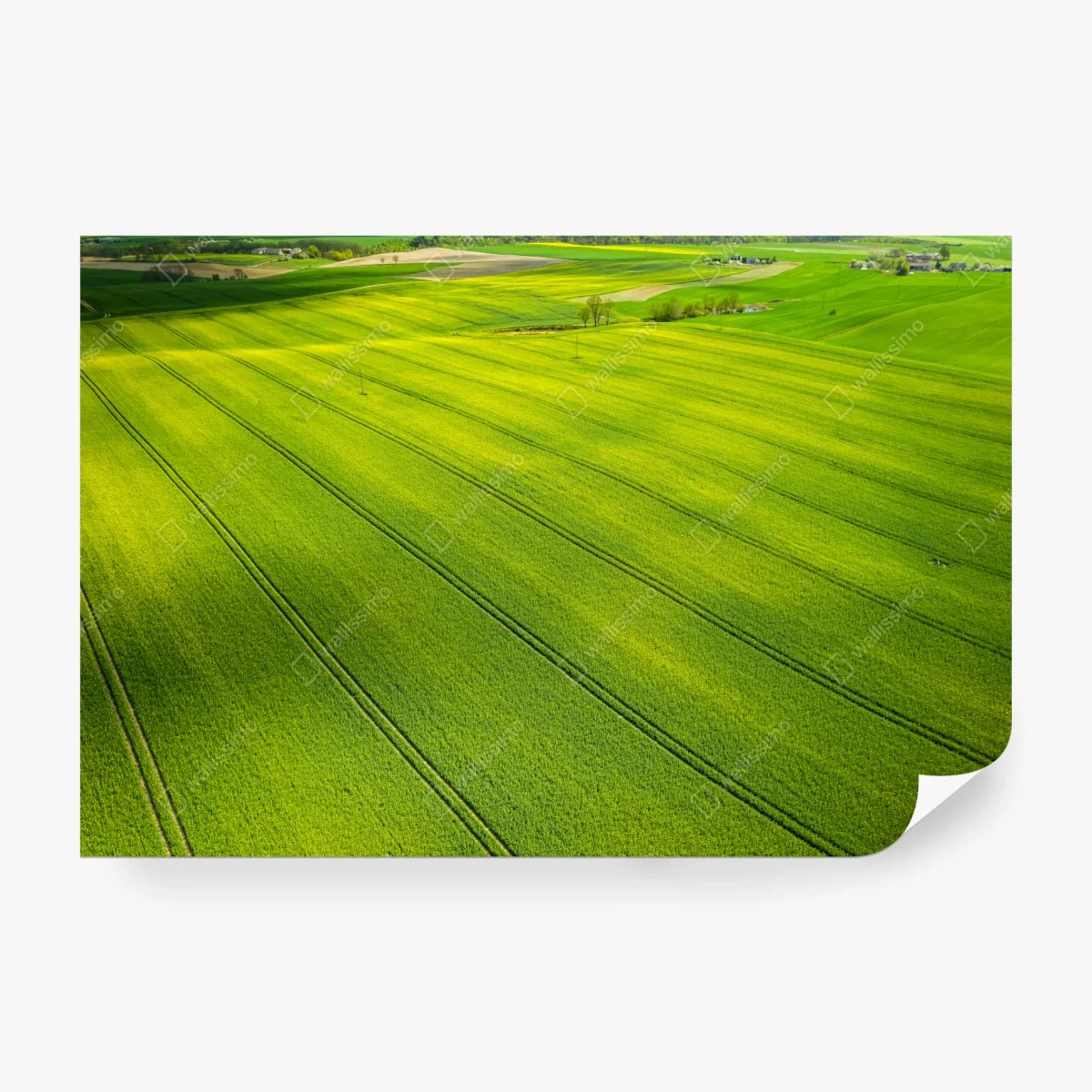 Carta da parati colza dorata vista dall'alto • Wallissimo®