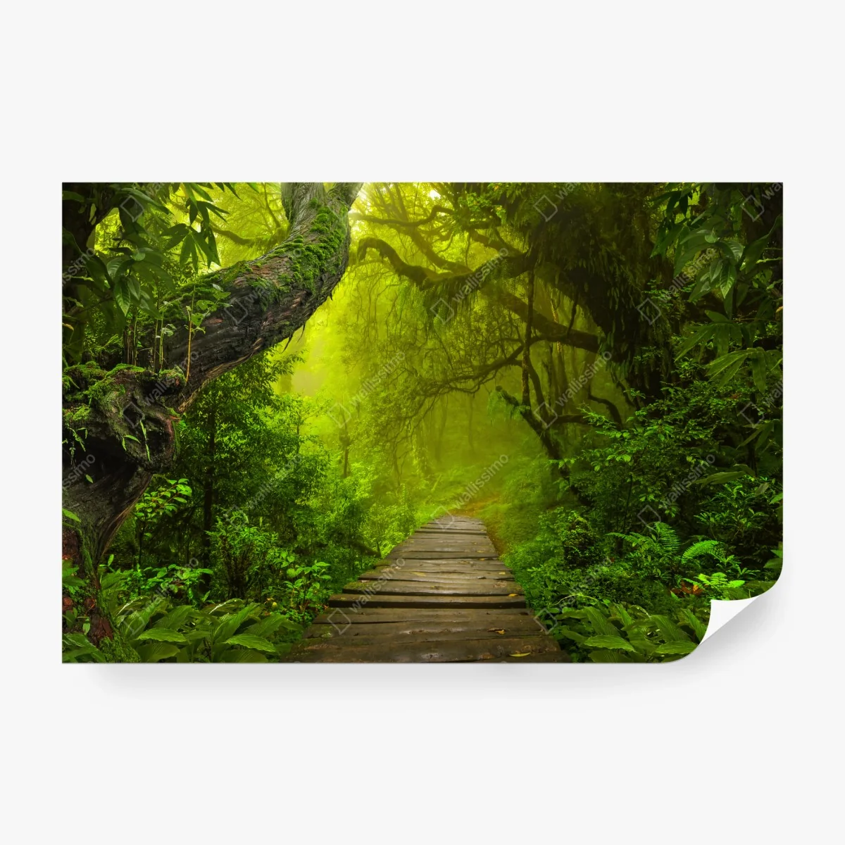 Carta da parati sentiero incantato nella foresta verde • Wallissimo®
