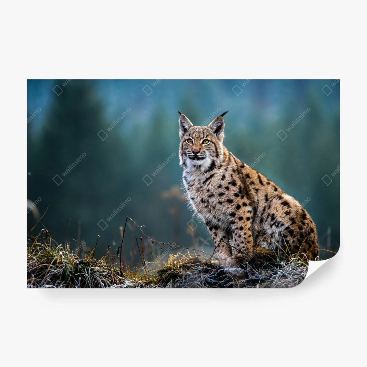 Carta da parati lince maestosa nel bosco • Wallissimo®