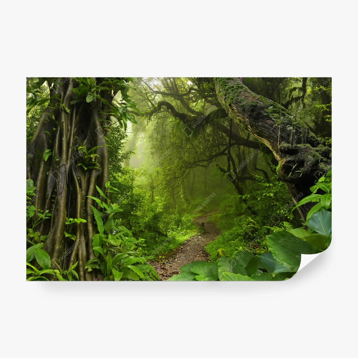 Carta da parati sentiero incantato nella foresta pluviale • Wallissimo®