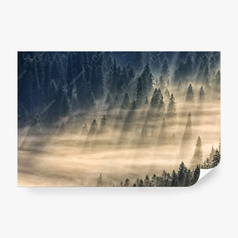 Carta da parati valle di abeti avvolta dalla nebbia dorata