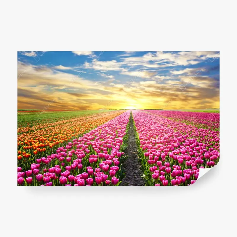 Carta da parati campo di tulipani al tramonto nei Paesi Bassi
