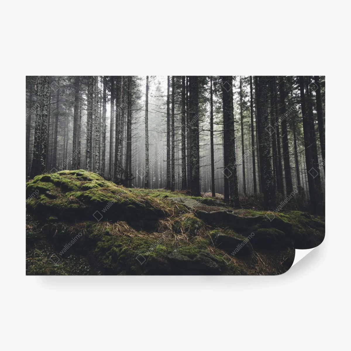 Carta da parati bosco nebbioso e muschio verde • Wallissimo®