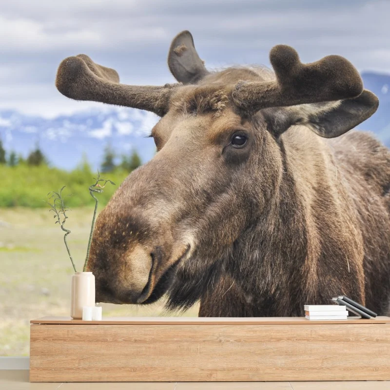 Carta da parati alce maestoso in primo piano