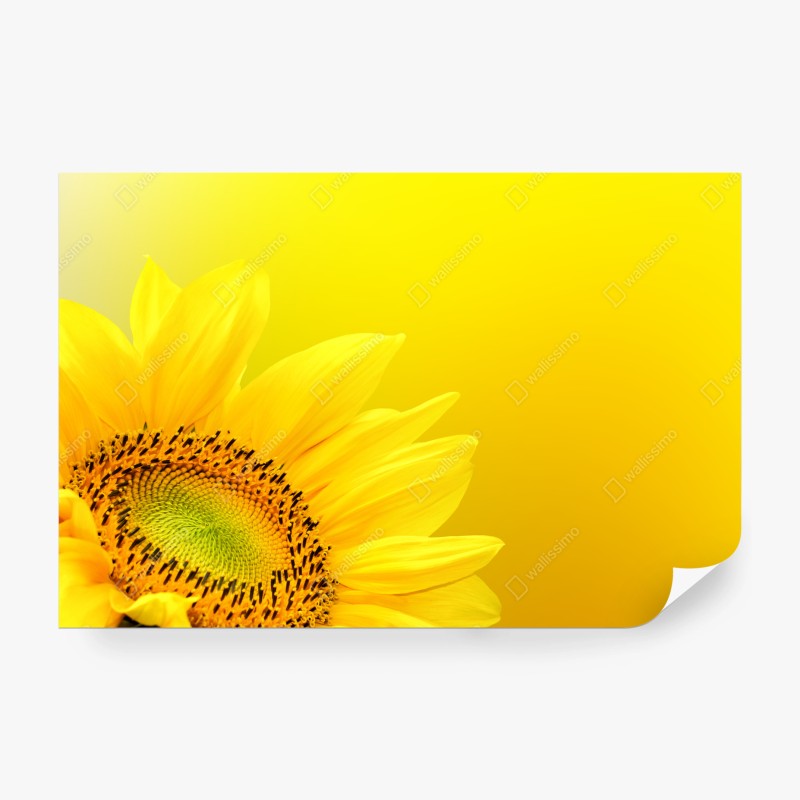 Carta da parati girasole luminoso su sfondo giallo