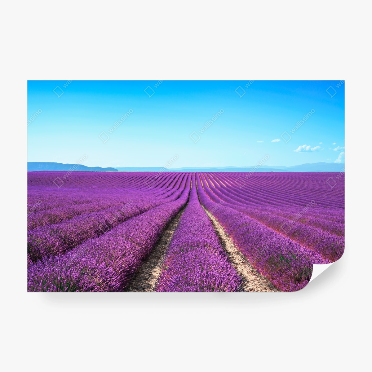 Carta da parati distese di lavanda all'orizzonte • Wallissimo®