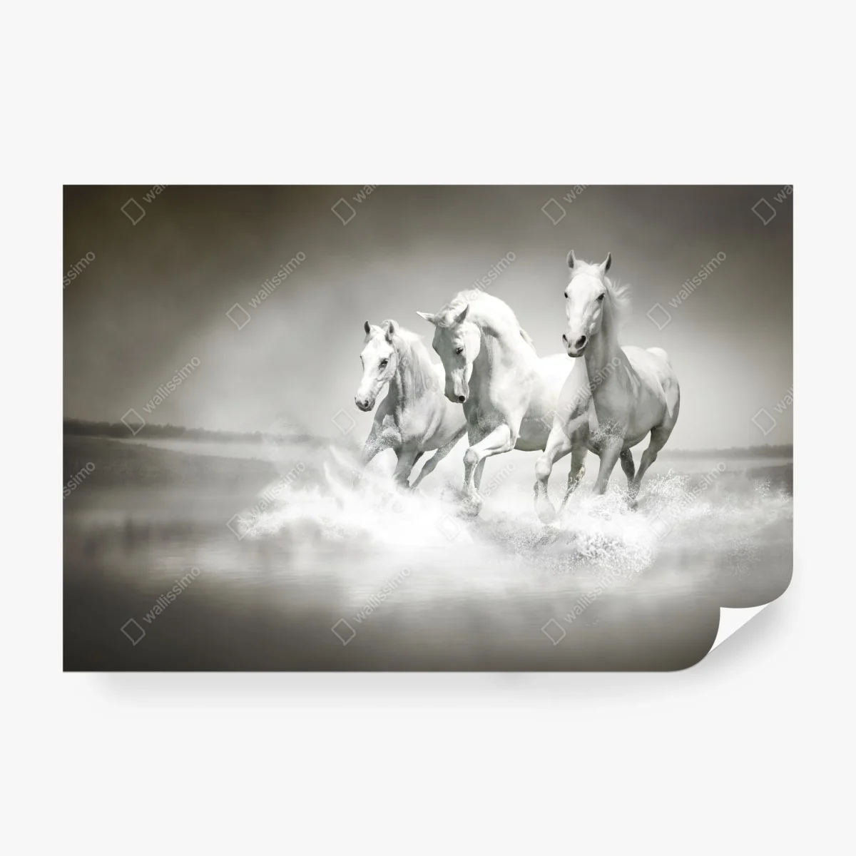 Carta da parati tre cavalli bianchi al galoppo sull'acqua • Wallissimo®