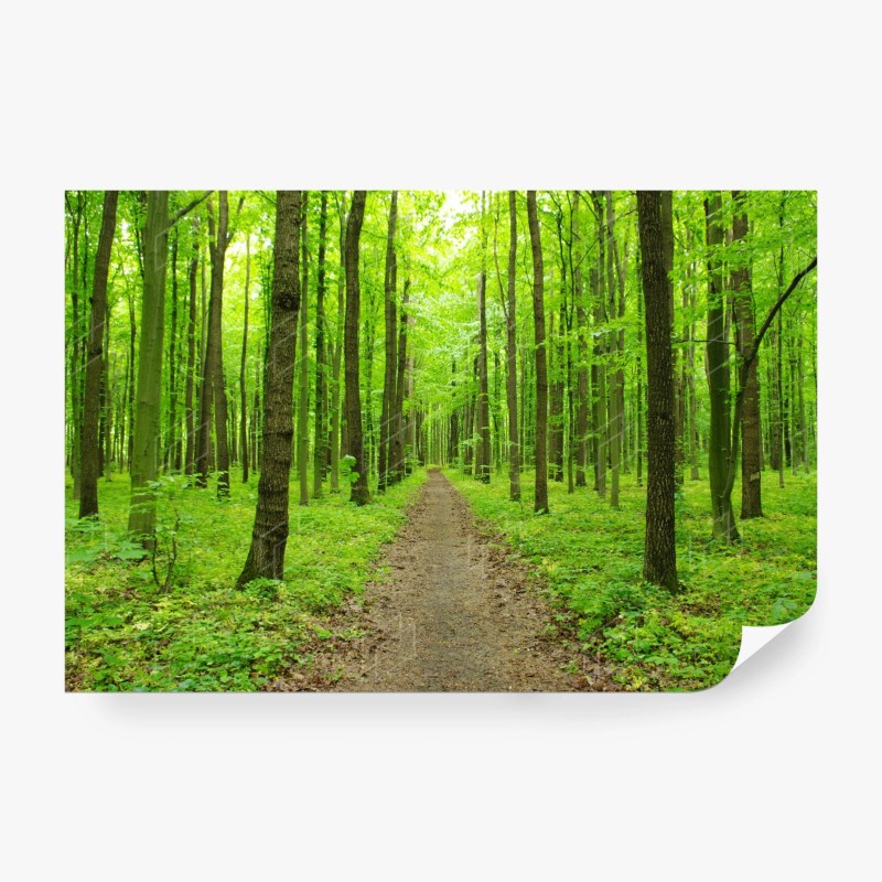 Carta da parati sentiero verde nella foresta primaverile