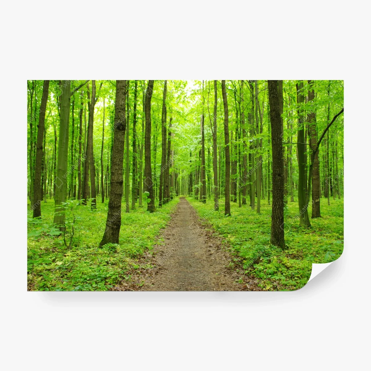 Carta da parati sentiero verde nella foresta primaverile • Wallissimo®