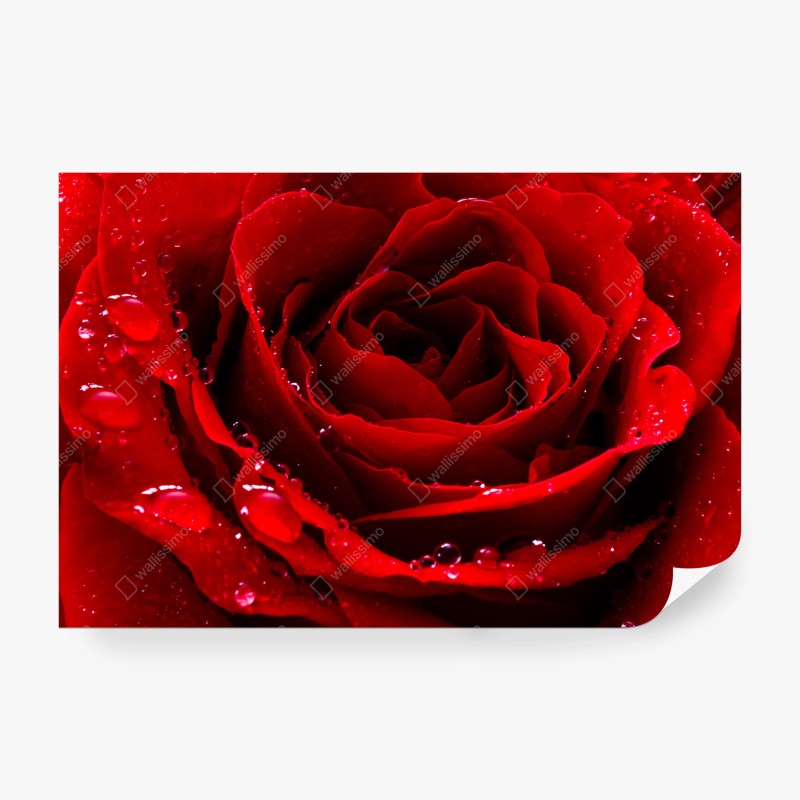 Carta da parati rosa rossa in primo piano con gocce di rugiada