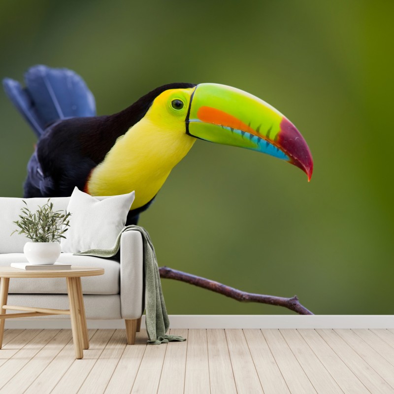 Carta da parati tucano dal becco multicolore su sfondo verde