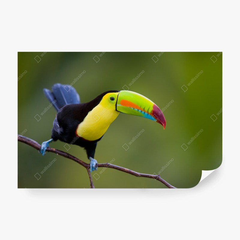 Carta da parati tucano dal becco multicolore su sfondo verde