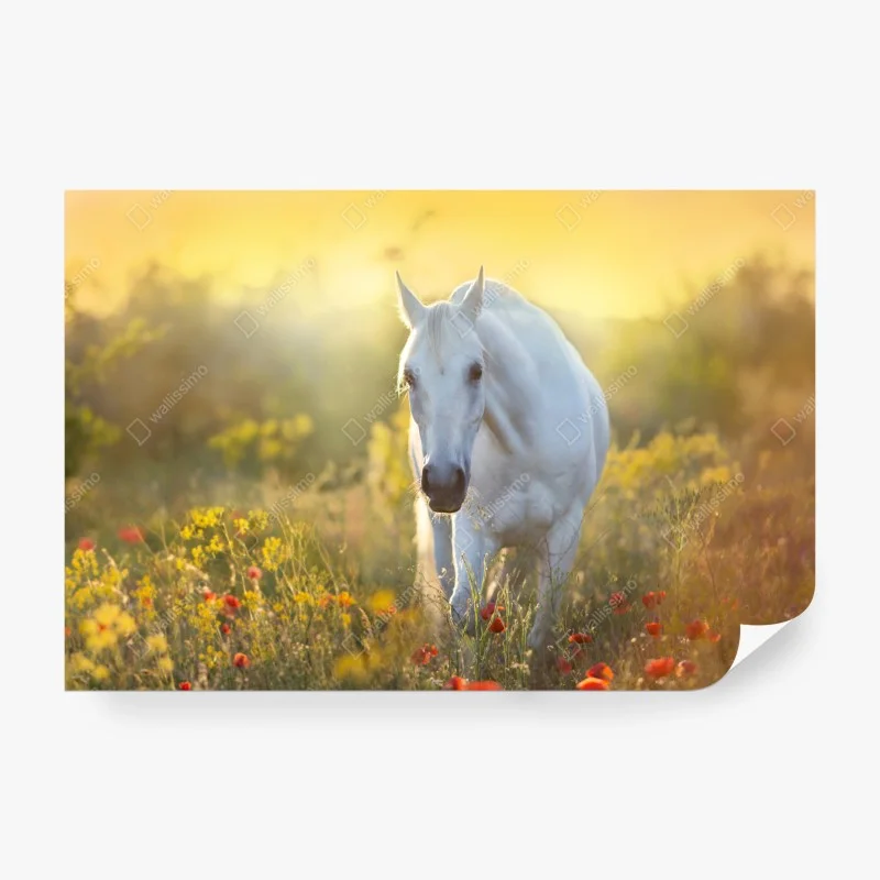 Carta da parati elegante cavallo bianco al sorgere del sole