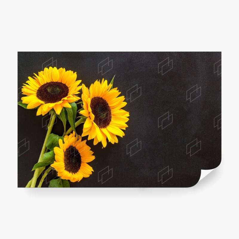 Carta da parati girasoli luminosi su sfondo scuro