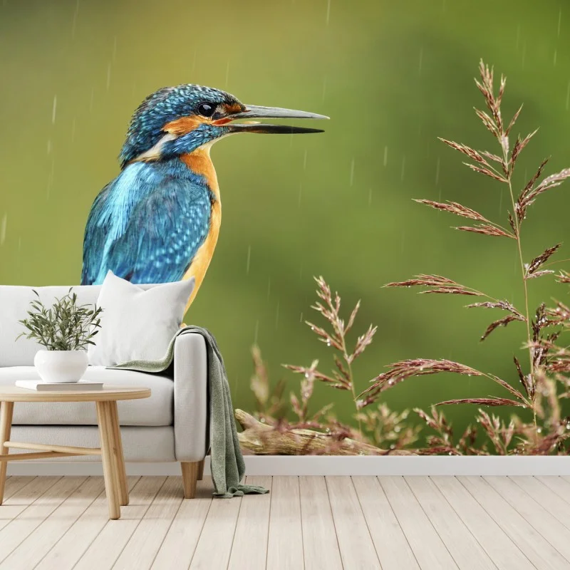 Carta da parati martino pescatore sotto la pioggia su ramoscello