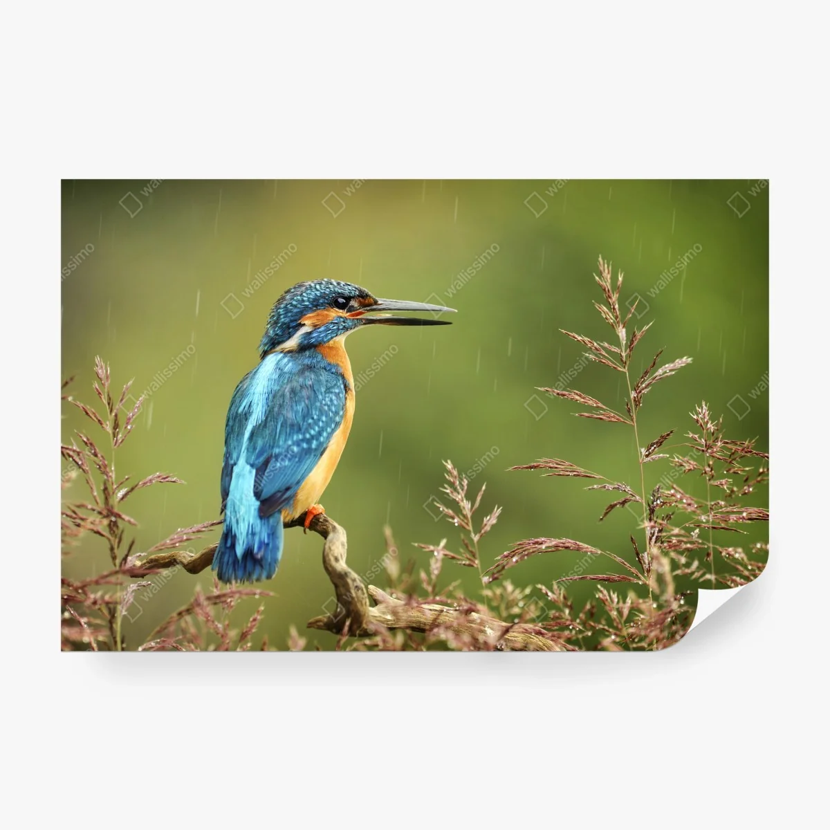 Carta da parati martino pescatore sotto la pioggia su ramoscello • Wallissimo®