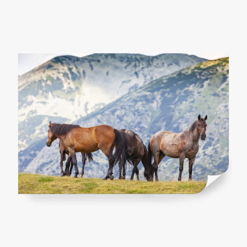 Carta da parati cavalli al pascolo sulle montagne