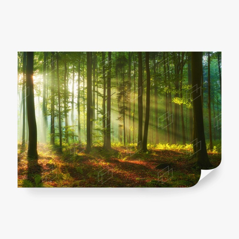 Carta da parati mattina luminosa nella foresta
