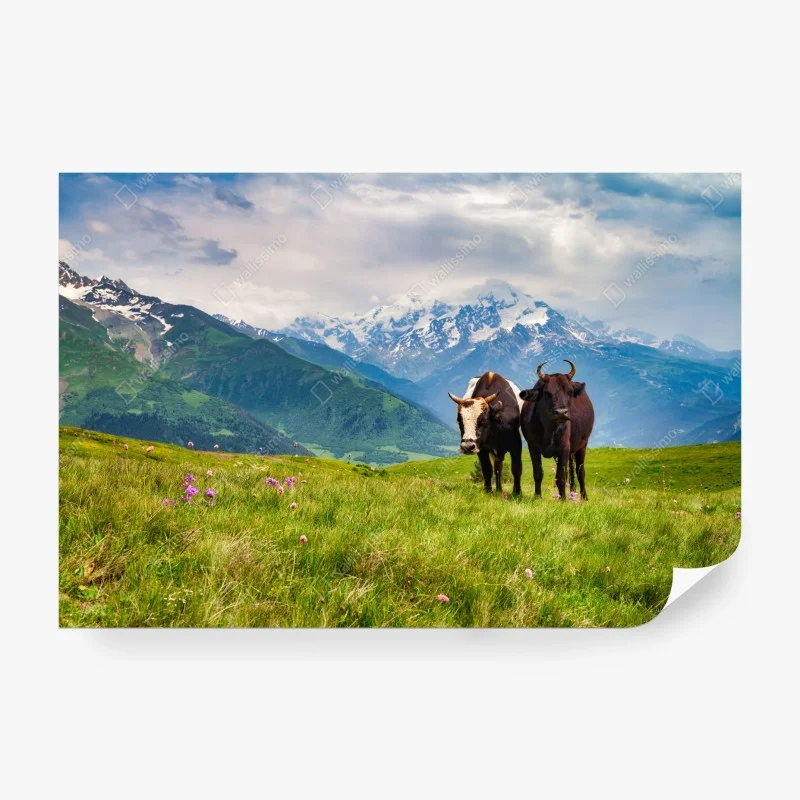 Carta da parati mucche al pascolo sulle Alpi