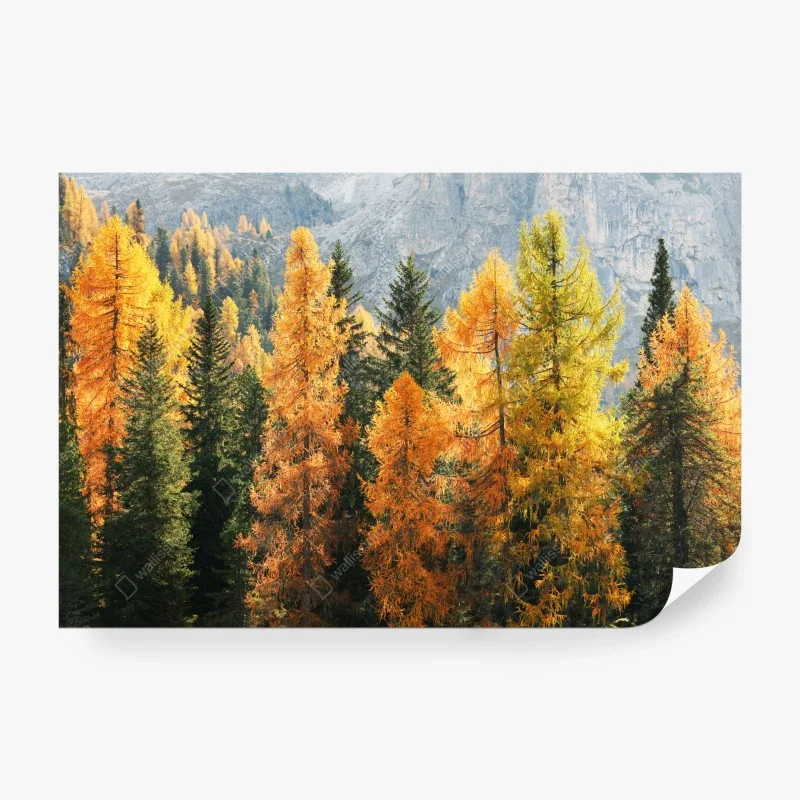 Carta da parati larici d'autunno in luce dorata