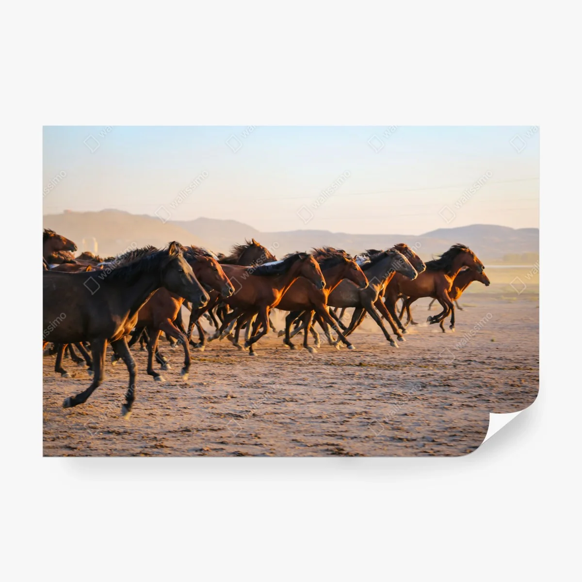 Carta da parati cavalli Yilki al galoppo nelle pianure di Kayseri • Wallissimo® Carta da parati cavalli Yilki al galoppo nelle pianure di Kayseri • Wallissimo®