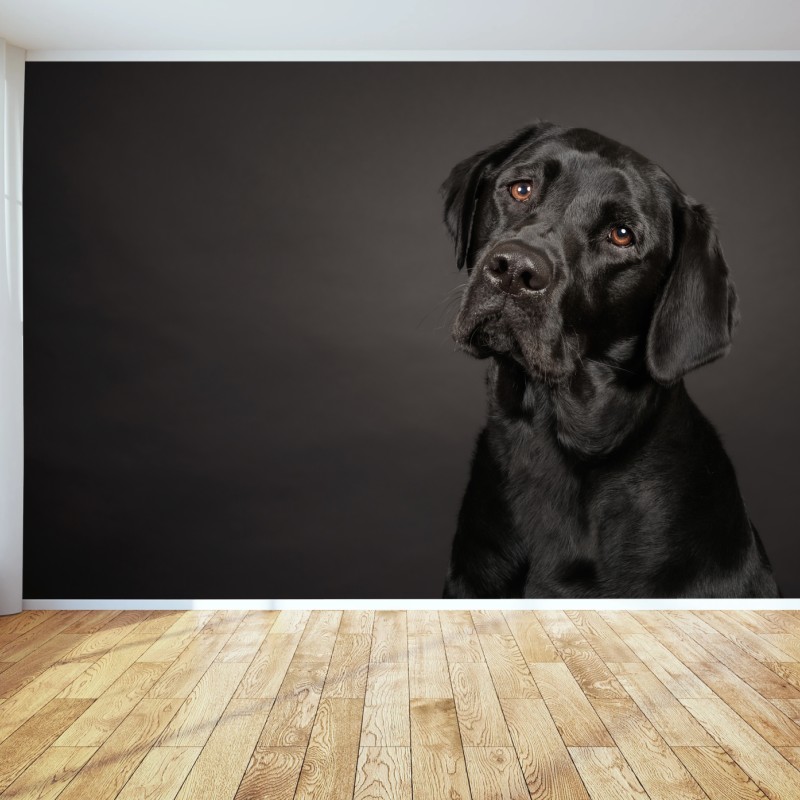 Carta da parati ritratto elegante di labrador nero