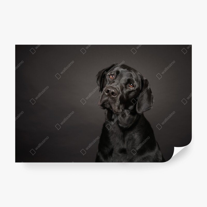 Carta da parati ritratto elegante di labrador nero