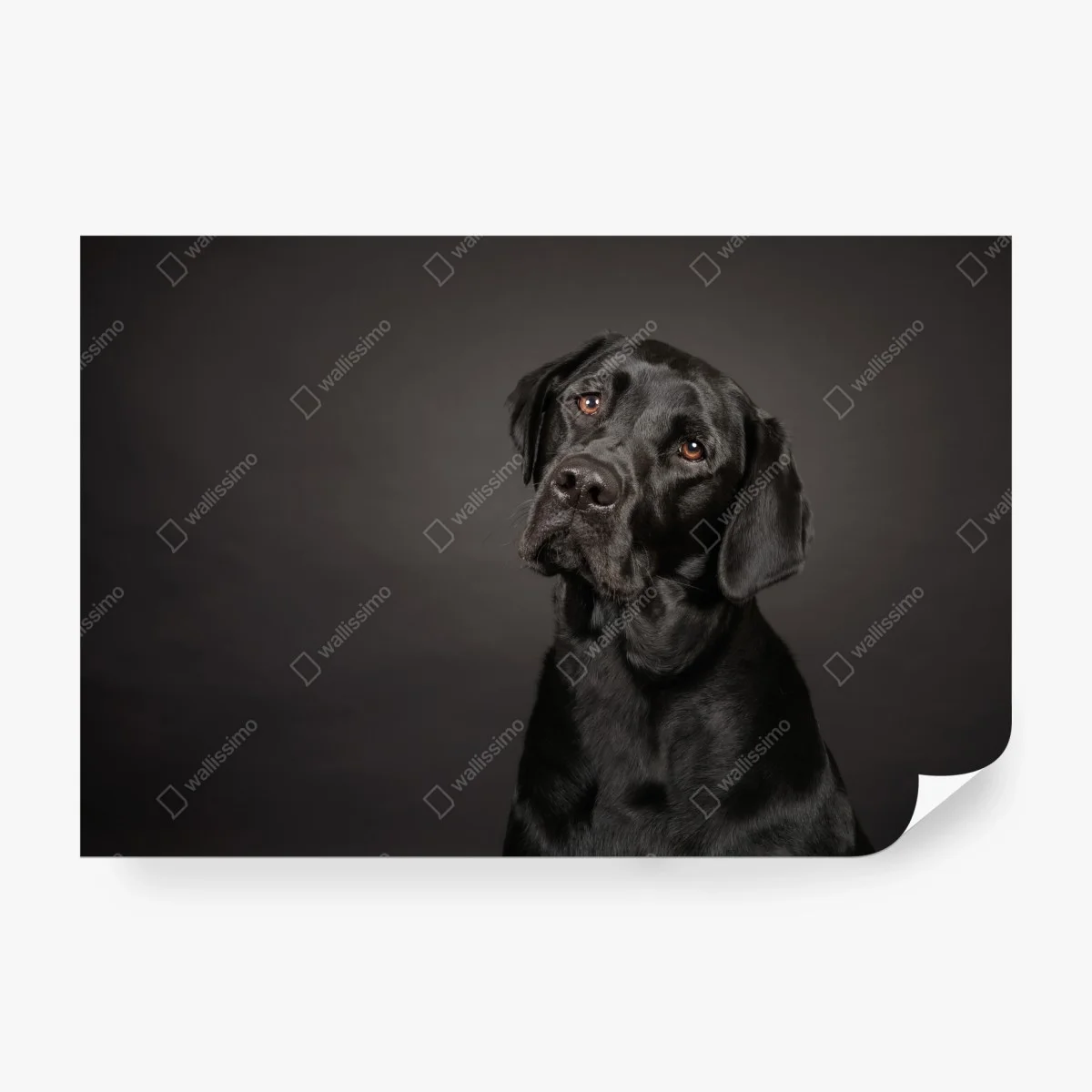 Carta da parati ritratto elegante di labrador nero • Wallissimo® Carta da parati ritratto elegante di labrador nero • Wallissimo®