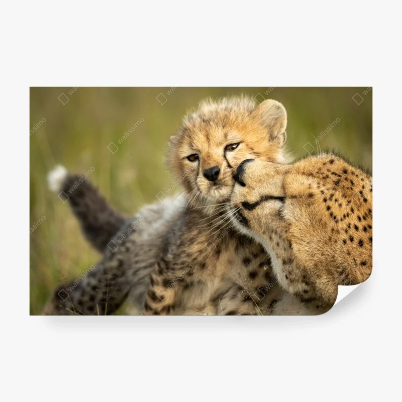 Carta da parati abbraccio materno della gheparda • Wallissimo®