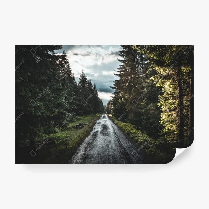 Carta da parati strada nella foresta al crepuscolo