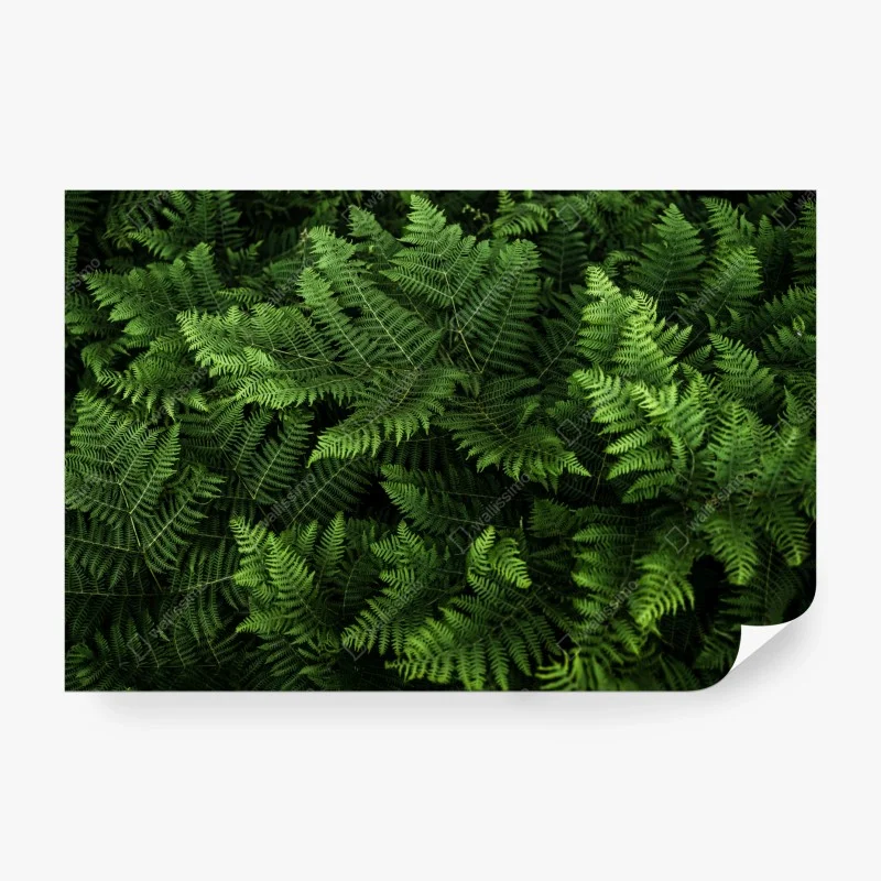 Carta da parati tappeto di felci verdi