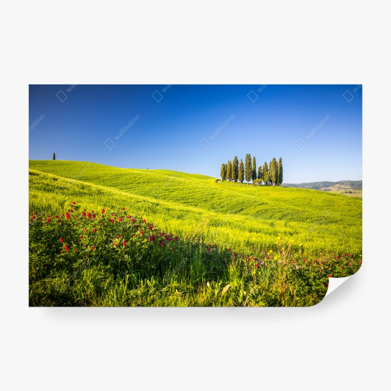 Carta da parati colline verdi con filare di cipressi