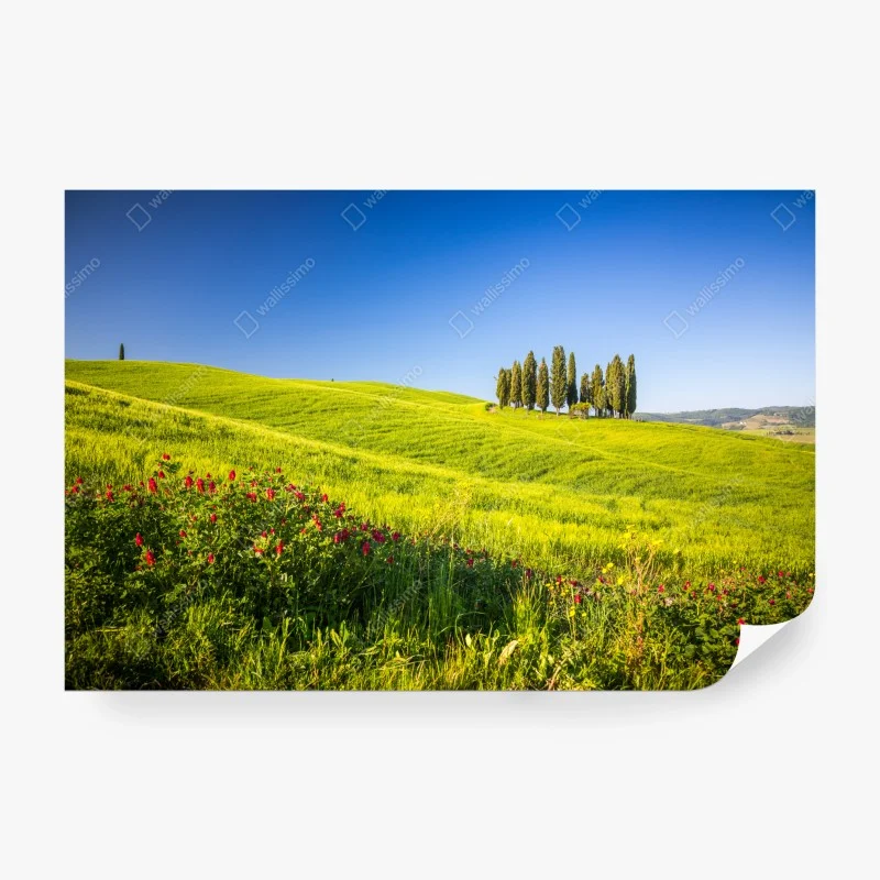 Carta da parati colline verdi con filare di cipressi
