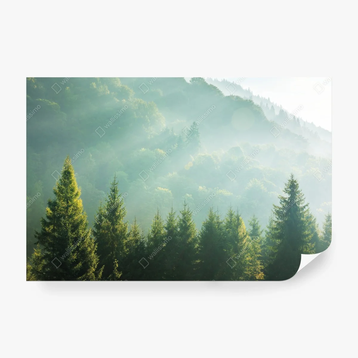 Carta da parati alba tra gli abeti nella nebbia • Wallissimo® Carta da parati alba tra gli abeti nella nebbia • Wallissimo®