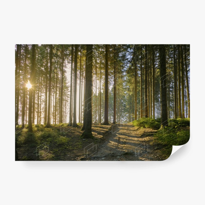 Carta da parati sentiero nel bosco al tramonto