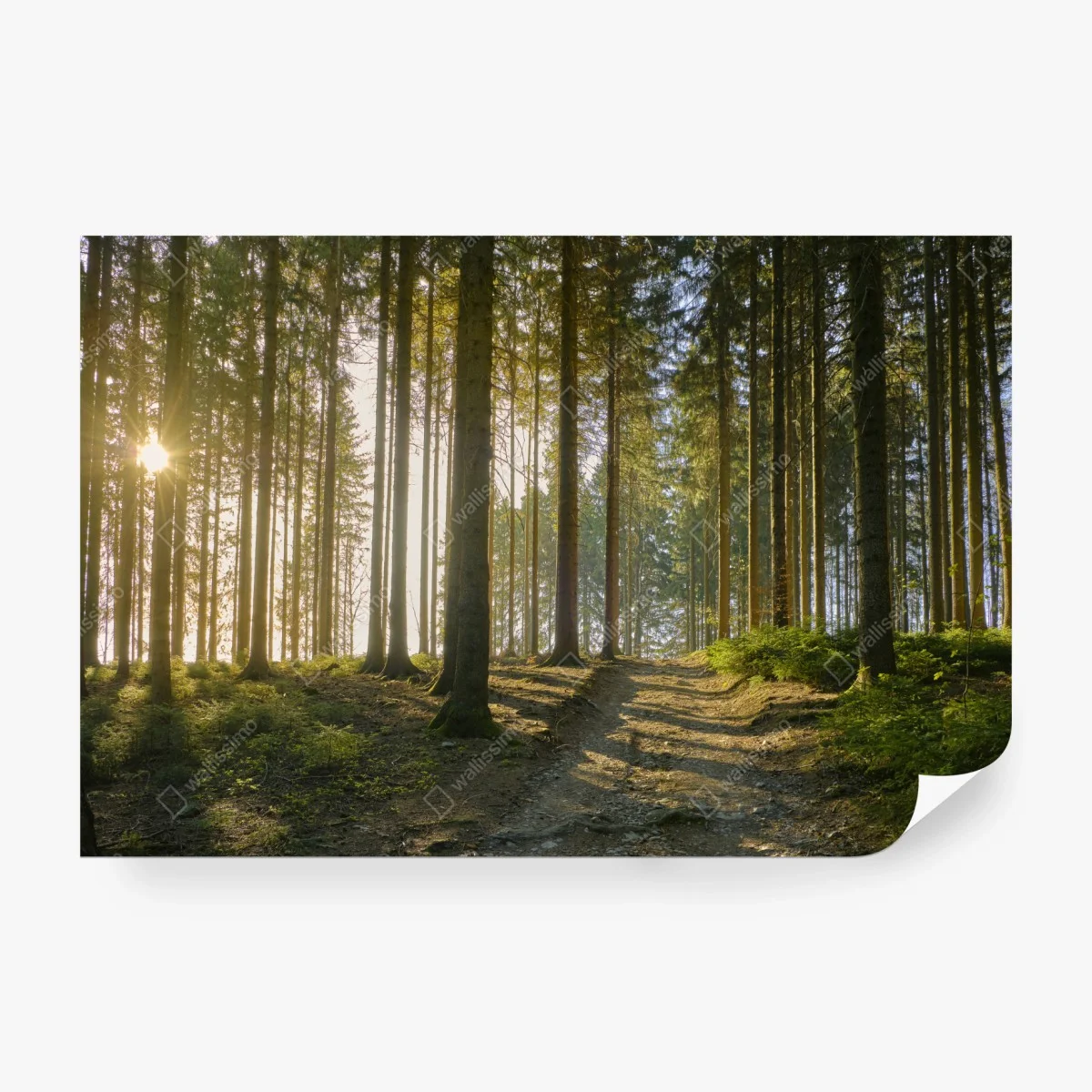 Carta da parati sentiero nel bosco al tramonto • Wallissimo®