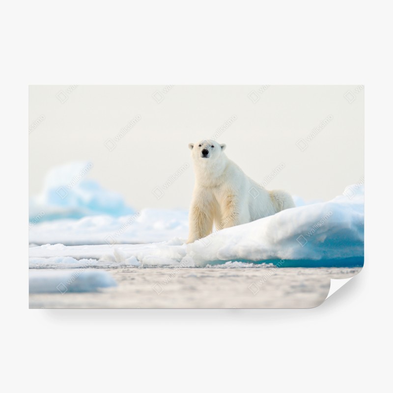 Carta da parati orso polare sul bordo del ghiaccio, Svalbard