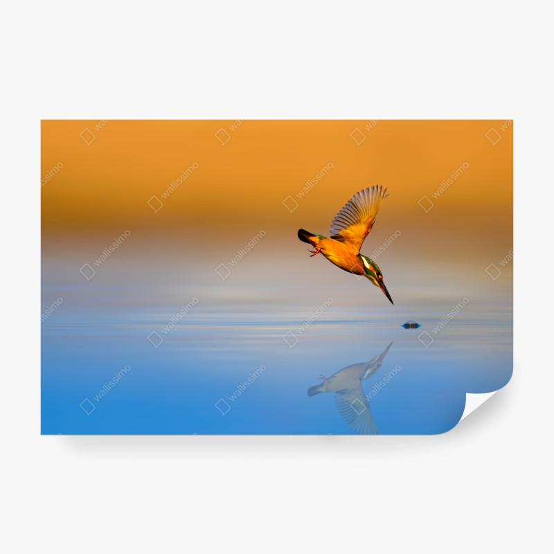 Carta da parati martin pescatore in tuffo al tramonto