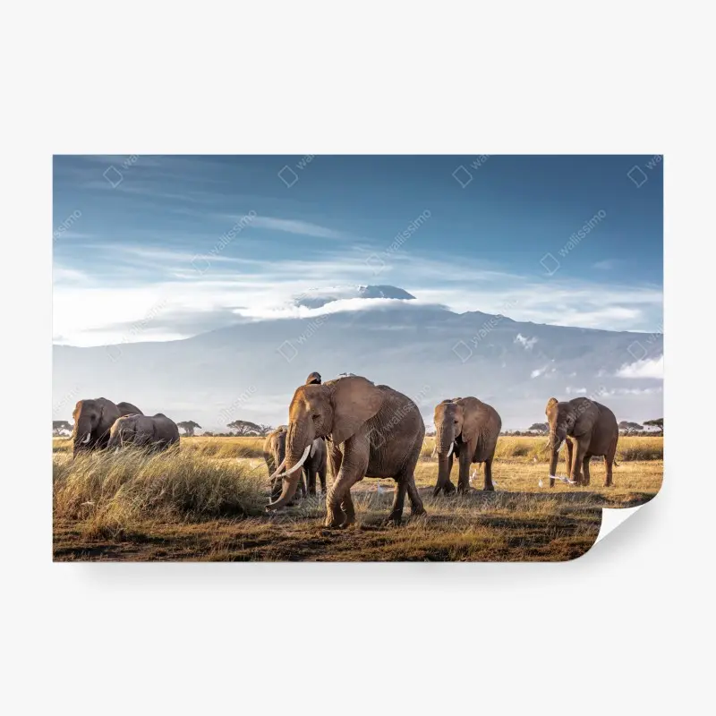 Carta da parati mandria di elefanti nella savana di Amboseli davanti a monte Kilimanjaro