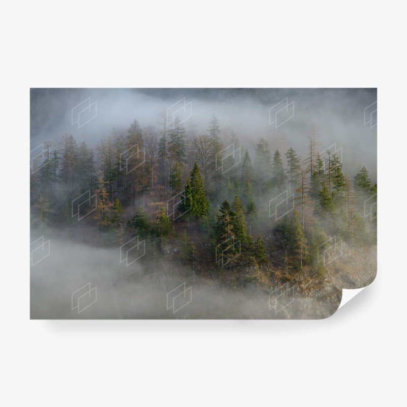 Carta da parati foresta avvolta nella nebbia
