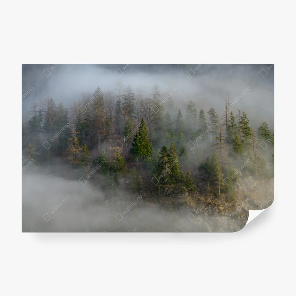 Carta da parati foresta avvolta nella nebbia • Wallissimo® Carta da parati foresta avvolta nella nebbia • Wallissimo®