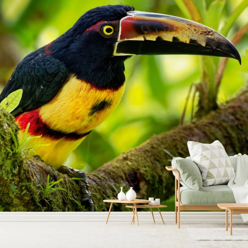 Carta da parati aracari collare su ramo nella foresta • Wallissimo® Carta da parati aracari collare su ramo nella foresta • Wallissimo®
