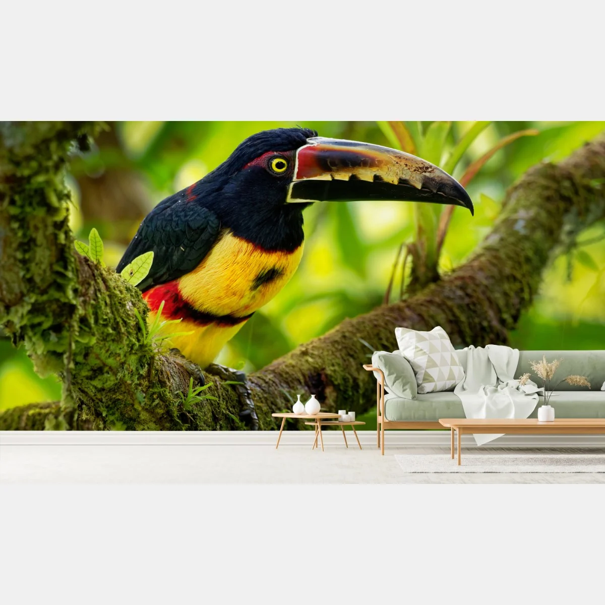 Carta da parati aracari collare su ramo nella foresta • Wallissimo® Carta da parati aracari collare su ramo nella foresta • Wallissimo®