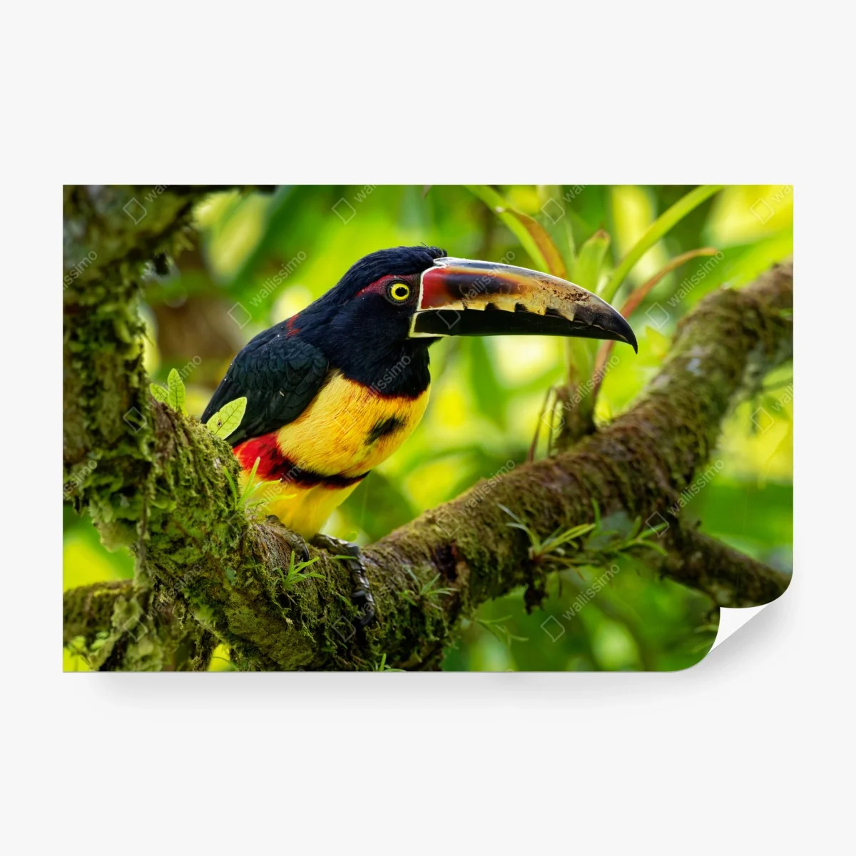 Carta da parati aracari collare su ramo nella foresta • Wallissimo® Carta da parati aracari collare su ramo nella foresta • Wallissimo®