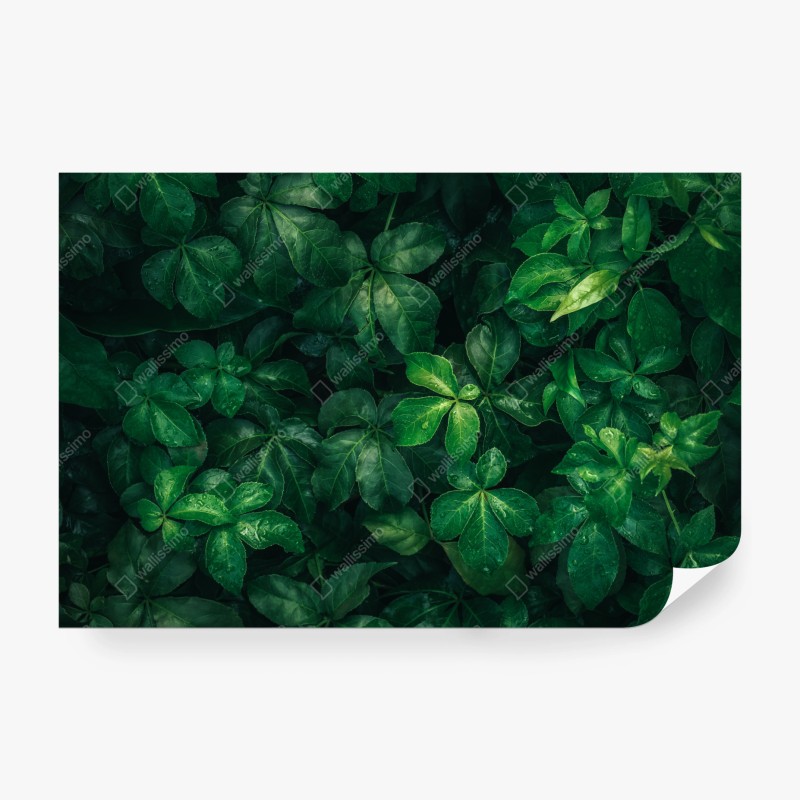 Carta da parati fogliame tropicale in verde profondo
