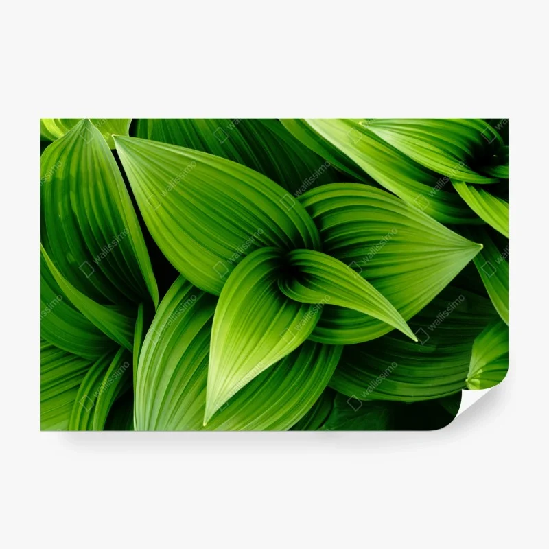 Carta da parati motivo botanico di foglie verdi