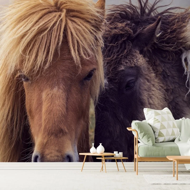 Carta da parati abbraccio di cavalli faroesi sulle Isole Faroe