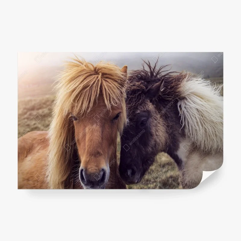 Carta da parati abbraccio di cavalli faroesi sulle Isole Faroe