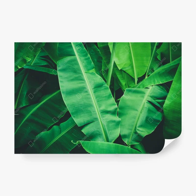 Carta da parati composizione di foglie di banano tropicali