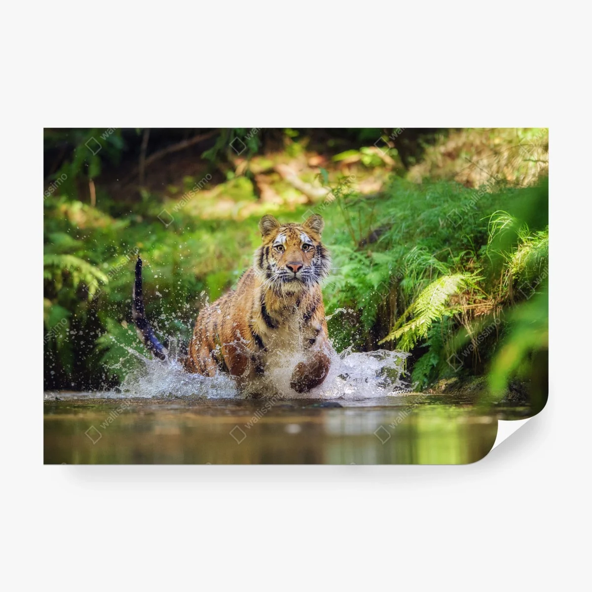 Carta da parati tigre maestosa che attraversa l'acqua nella foresta • Wallissimo®